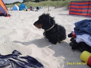 [Thumb - Ostsee-Urlaub Juli 2010 034.JPG]